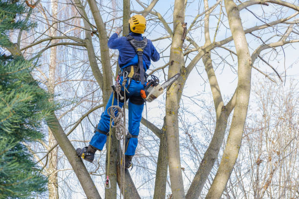 Best Utility Line Clearance  in Lorane, PA