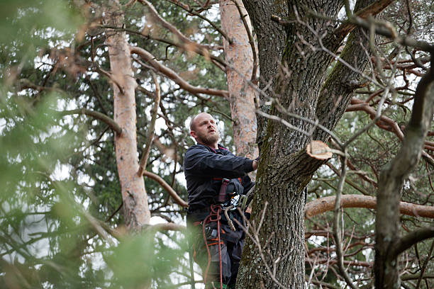 How Our Tree Care Process Works  in  Lorane, PA